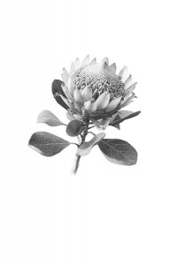 Ринглэнд Х. Потерянные цветы Элис Харт