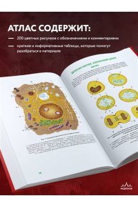 Анатомия человека