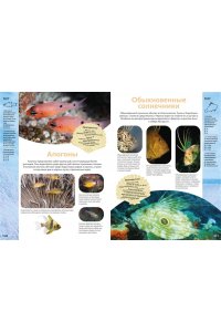 Балле К. Животные морей и океанов. Большая школьная энциклопедия