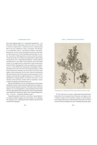 Баркова А. Зельеварение на Руси. От ведьм и заговоров до оберегов и Лукоморья