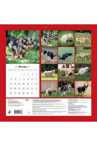 К-РЬ НАСТ 2026 ВСЕ СОБАКИ ДЕЛАЮТ ЭТО 300*300ММ А4 СКРЕПКА 968-7