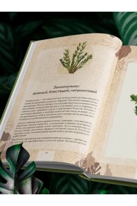 Зеленов И.А. Зеленая комната. Как стать повелителем домашних джунглей