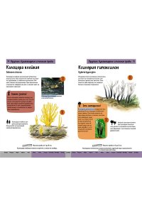 Офтринг Б. Грибы. Краткий иллюстрированный справочник
