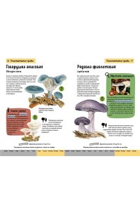 Офтринг Б. Грибы. Краткий иллюстрированный справочник