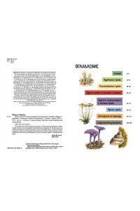 Офтринг Б. Грибы. Краткий иллюстрированный справочник