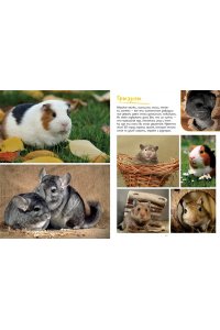 Коэ Н. Моя большая книга о животных. 1000 фотографий