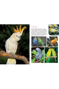 Коэ Н. Моя большая книга о животных. 1000 фотографий