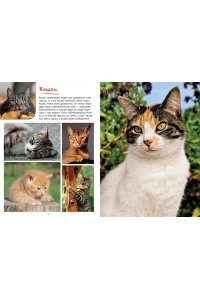 Коэ Н. Моя большая книга о животных. 1000 фотографий