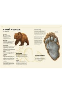 Хааг Х. Лесные животные в натуральную величину