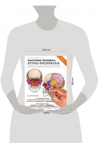 Анатомия человека: атлас-раскраска