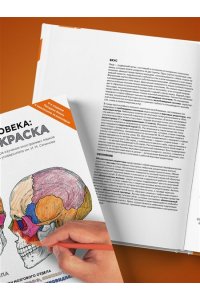 Анатомия человека: атлас-раскраска