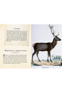 Кроль-Терзаги Д. Магические животные. Легенды и суеверия