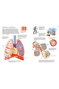 Барсотти Э. Тело человека. Атлас анатомии в картинках