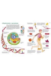Барсотти Э. Тело человека. Атлас анатомии в картинках