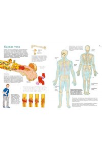 Барсотти Э. Тело человека. Атлас анатомии в картинках