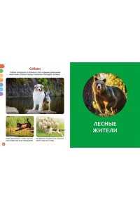 Бомон Э. Животные разных стран
