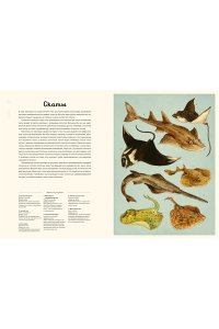 Триник Л. Океанариум