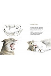 Бурсе К. Невероятные коты. Всё, что нужно знать о любимых питомцах