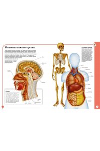 Барсотти Э. Первый атлас анатомии человека