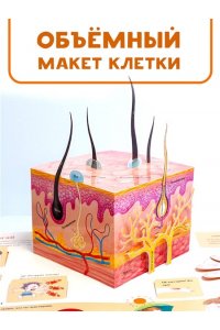 Сушкова М.В. Все секреты человека