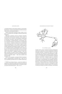 Вулф М.М. Бесконечная история чтения. Пруст, кальмар и наука о читающем мозге