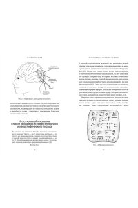 Вулф М.М. Бесконечная история чтения. Пруст, кальмар и наука о читающем мозге