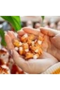 ЛИСИЧКА (МИНИ) TZ021415