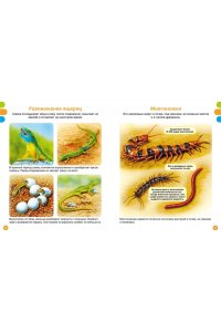 Дельфур Ж., Бомон Э. Животные-малютки