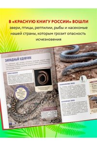 Красная книга России: все о жизни дикой природы