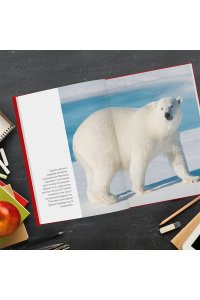 Красная книга России: все о жизни дикой природы