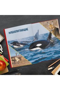 Красная книга России: все о жизни дикой природы