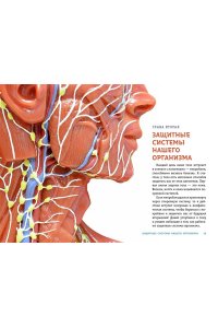 Вагнер К. ТЕЛО ЧЕЛОВЕКА. Как устроен наш организм