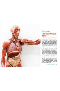Вагнер К. ТЕЛО ЧЕЛОВЕКА. Как устроен наш организм