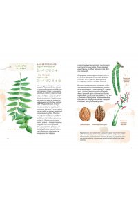 Бондарев А. Деревья. Атлас-определитель