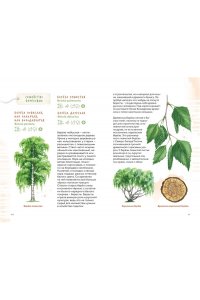 Бондарев А. Деревья. Атлас-определитель