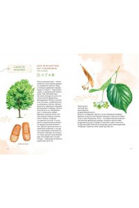 Бондарев А. Деревья. Атлас-определитель