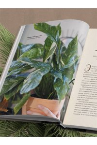 Кушнир М.А. Секреты комнатных джунглей. О чем молчат растения и как понять, что им нужно на самом деле