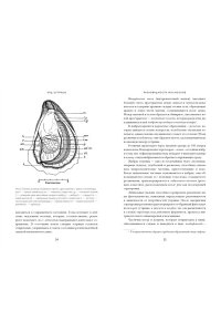 Мартино Д. Код устрицы: Загадочная история деликатеса