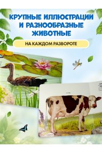 Домашние животные