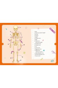 Тело человека. Интерактивная детская энциклопедия с магнитами