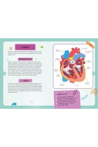 Тело человека. Интерактивная детская энциклопедия с магнитами