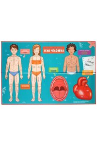 Тело человека. Интерактивная детская энциклопедия с магнитами