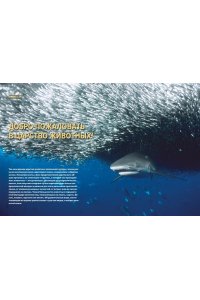 Бертонатти К., Перейра Х. А. Тайны животных. Большая иллюстрированная энциклопедия