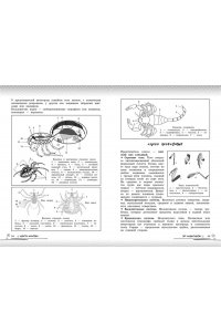 Мазур О.Ч. Биология: прокачай свой уровень на максимум
