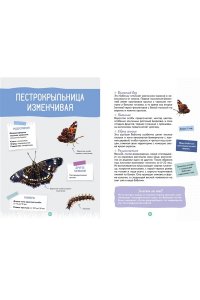 Жапьо Ксавье Лесные животные